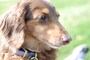 愛犬を熱中症にさせない為に大切なこと