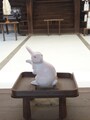 社殿前のみかえり兎