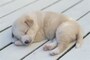 犬のベッドは必要？メリットやベッドの種類、選び方