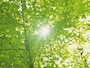 初夏の爽やかな気候に包まれる7月生まれ