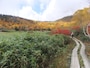 栂池自然園の紅葉・黄葉（4）
