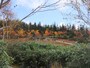 栂池自然園の紅葉・黄葉（1）