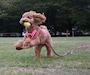 Rant Bell（ラント ベル） 小型犬 ハーネス リード セット ドット柄 かわいい 肉球 (赤 S)