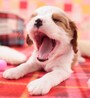 犬のあくびに込められている意味とは？
