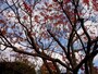 けっこう高い樹だ