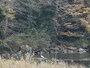槻川の水辺で羽根を休める野鳥