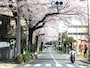 春の「碑桜通り」（2011年4月撮影：右建物がマンション現地にあたる）