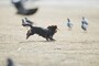 犬のしっぽには沢山の役割があります
