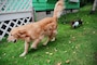犬が尻尾を振るときの気持ちって？ 上に巻く時など