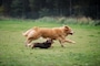 犬がしっぽを振る速さから読み取れる気持ちとは？