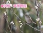 春告鳥といわれるウグイス。なお、「梅に鶯」は取り合わせがよいものの代名詞となっていますが、実際に梅にとまっているのはウグイスによく似たメジロのことが多いです（冒頭の写真も梅にメジロ）