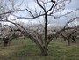 約1000本の梅が植栽される越生梅林