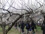 梅の花のトンネルを縫う歩道