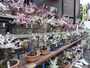 梅林直販所に並ぶ梅の盆栽