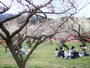 越生梅林で観梅を楽しむ人々