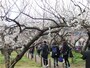 梅の花のトンネルを縫う歩道