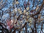 横浜では1月下旬～2月上旬からちらほら咲き始める梅の花。根岸森林公園にて（2017年2月17日撮影）