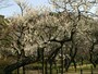 三溪園には約500本の梅が植えられており、2月～3月にかけて順次花が咲いていきます（2012年撮影）