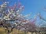 約130品種300本の梅が植えられており、紅白咲き乱れる様子は圧巻（2021年2月22日撮影）