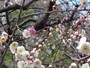 一つの枝に淡い紅、紅、白の花が咲き乱れる「思いのまま」。見頃は例年3月上旬～中旬（画像提供：横浜市港北区地域振興課）