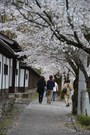 歩道が整備された北桜通り
