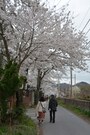 長瀞駅の南に繋がる南桜通り