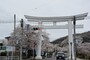 宝登山神社一の鳥居からの参道に整列する桜
