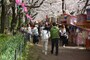 桜まつりの期間には100軒近くの露店が軒を連ねる桜堤