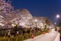 千鳥が淵緑道のライトアップ
