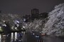 千鳥が淵の桜