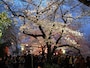千鳥が淵緑道のライトアップ