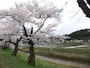 斐伊川堤防桜並木（5）／願い橋と共に