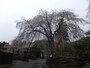 段部のしだれ桜
