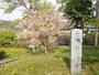 松前城の桜（2）