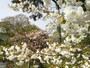 松前城の桜（5）