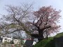 松前城の桜（4）／夫婦桜