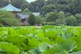 蓮の咲く不忍池