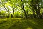 宝厳院の苔庭