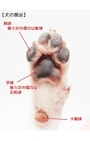 犬の前足