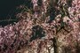二条城（9）／桜