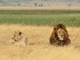 顔を並べたメスライオンとオスライオン