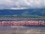 ンゴロンゴロ・クレーター内部、マガディ湖のフラミンゴ