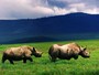 IUCNレッドリスト絶滅寸前種のクロサイ