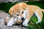 秋田犬の子犬