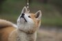 秋田犬の飼育のポイント