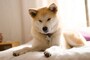 秋田犬　性格　気質