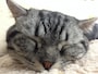 眠るマンチカン