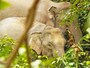 カオヤイ国立公園のアジアゾウ