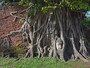 アユタヤ歴史公園、ワット・プラ・マハータートの象徴的な仏頭
