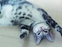 アメショー